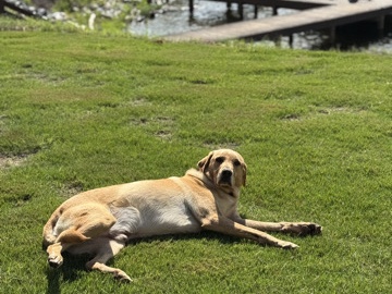 Labrador Retriever – Buddy - Trained Yellow Lab – Vestavia Hills