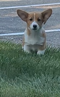 AKC Pembroke Corgi