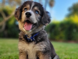 Golden Retriever – Goberian Puppies with Blue Eyes! – San Diego