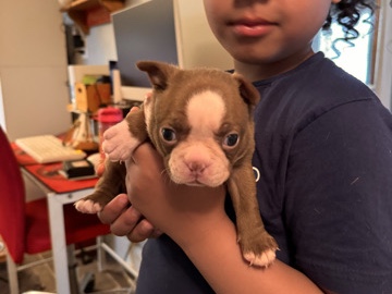 Boston Terrier – Boston babies for sale – Marion