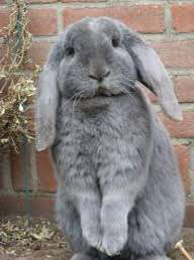 Mini Lop – Rabbits for sale/Mini-lop kits
