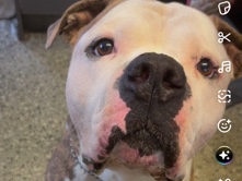 American Bulldog – Hugo – Rotherham