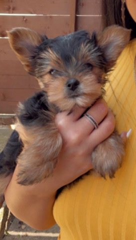 Yorkshire Terrier – Yorkshire terrier