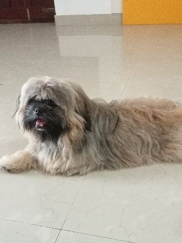 Tibetan Spaniel – 1year old Tibetan Spaniel