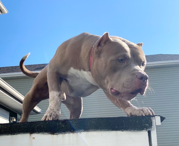 American Pit Bull Terrier – American bully puppies