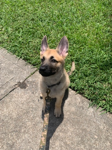 Selling German Shepherd Mix Lab
