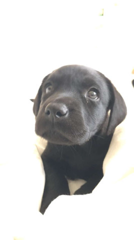 Labrador Retriever – female black Labrador retriever puppy
