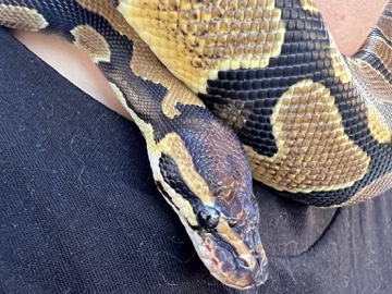 Königspython mit Terrarium abzugeben 