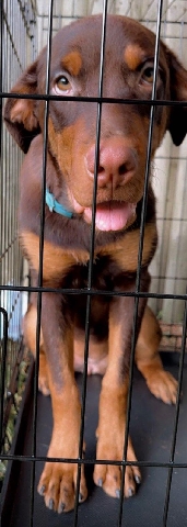 Rottweiler – Red Rottweiler puppy