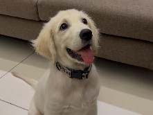 Golden Retriever – Adorable 4-Month-Old Golden Retriever Puppy for Sale in Hyderabad – Hyderabad
