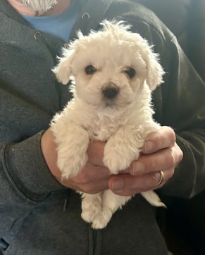 Bichion Frise puppies – Glasgow