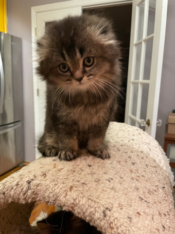 Scottish Fold – adorable kittens for sale