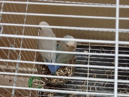 Dove - بغبغاء روج انثى وذكر available for adoption in Medina