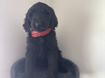 Goldendoodle – Goldendoodles – Barstow