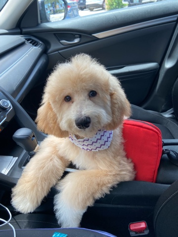 Poodle – Cream & white Cockapoo for sale