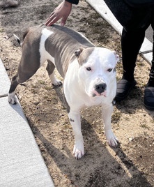 American Pit Bull Terrier – sweet heart