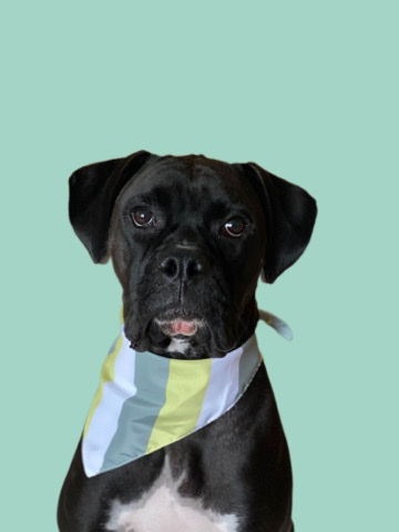 Boxer – Leo