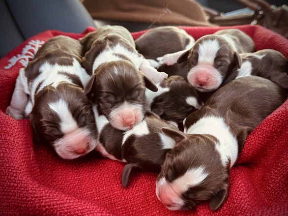 English Springer Spaniel 