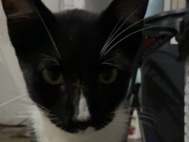 Russian White, Black and Tabby – Tuxedo Boy Cat – Henryetta