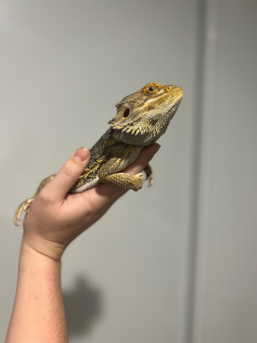 Any – Bearded Dragon Rehome