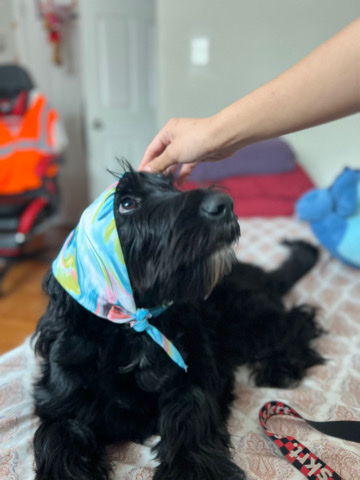 Poodle – NewFoundland x Poodle