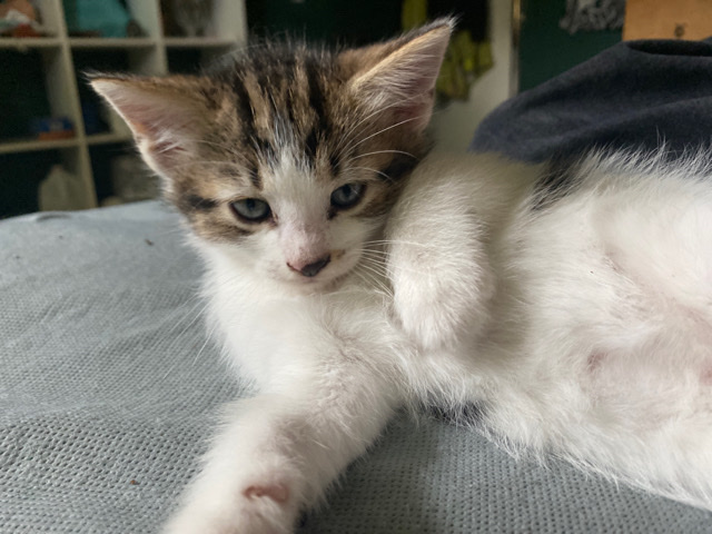 Kittens