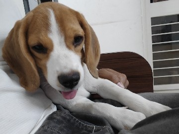 beagle female