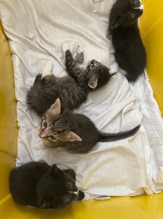 Kittens Yearning for a family