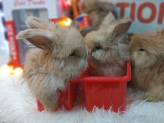 Angora And Lion Head Rabbits