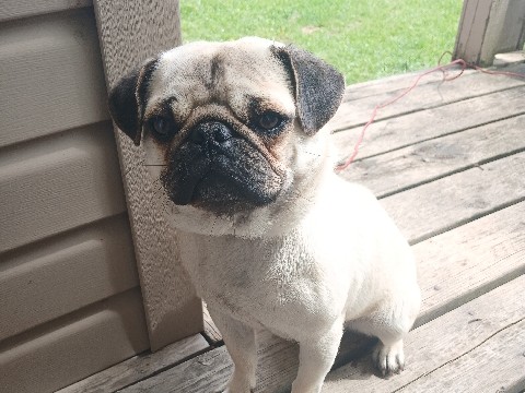 purebred pug