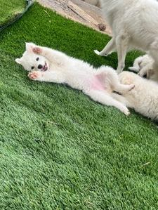 American Eskimo Dog – 5 puppies