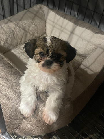 Teddy Bear