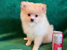 Pomeranian - adorable Pomeranian puppy available for adoption in Vancouver