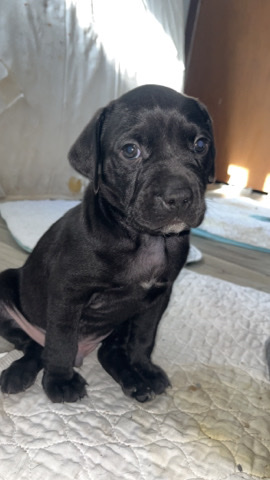 American Pit Bull Terrier – Puppy’s for sale