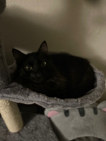 American Shorthair – black cat