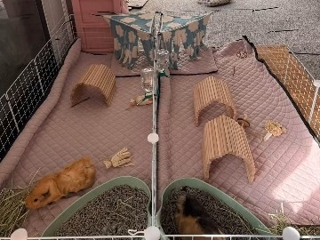 Guinea Pig – 2 Male guinea pigs – Dothan