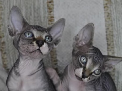 Sphynx – Sphynx Hairless Kittens – Fort Lauderdale