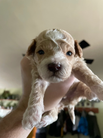 Poodle – Micro Mini Goldendoodles