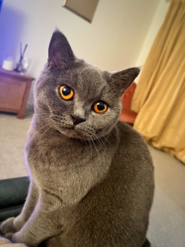 British Shorthair – British shorthair