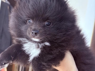 Pomeranian – POMERANIAN PUPPY – Dubai