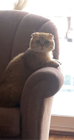 Scottish Fold – Beautiful Scottish fold male