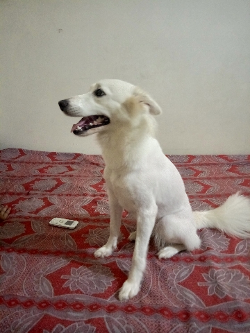 Indian Spitz – sell to dog