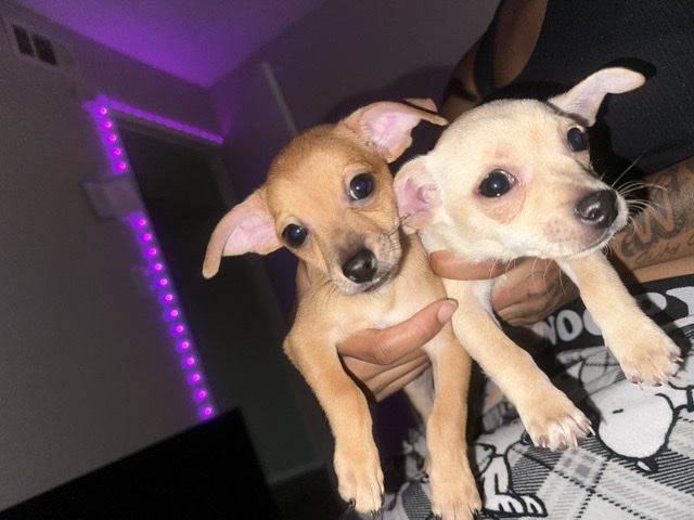 Chihuahua – 4 chihuahua puppies for sale – Phoenix