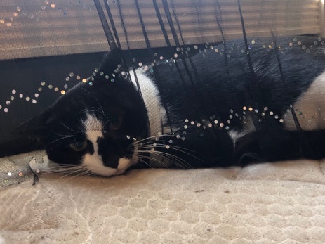 American Shorthair – Bones