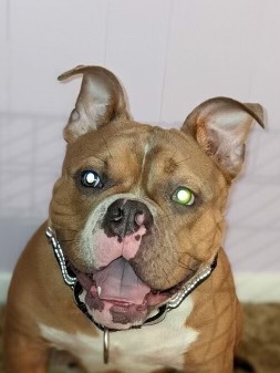 American Bulldog – Micro Bully - Exotic Micro Bully - American Bully