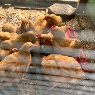 Any – Friendly Roosters