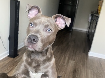 American Pit Bull Terrier – Bluey – Atlanta