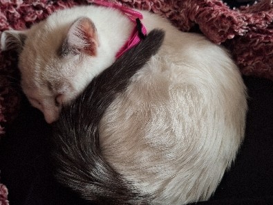 American Shorthair – Please Give Marie a loving new home – York