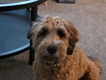 Adopt Goldendoodle Benji in Elkridge