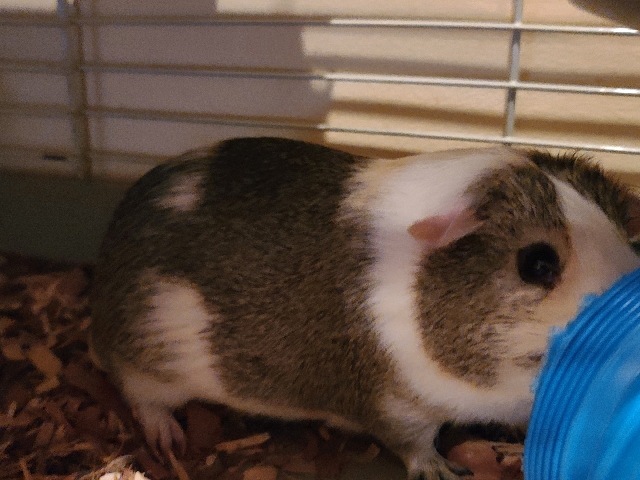 Any – guinea pigs
